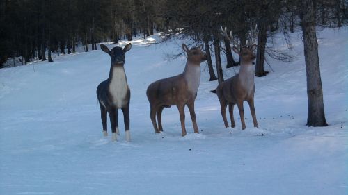 Cerbiatti sulla neve a Bardonecchia